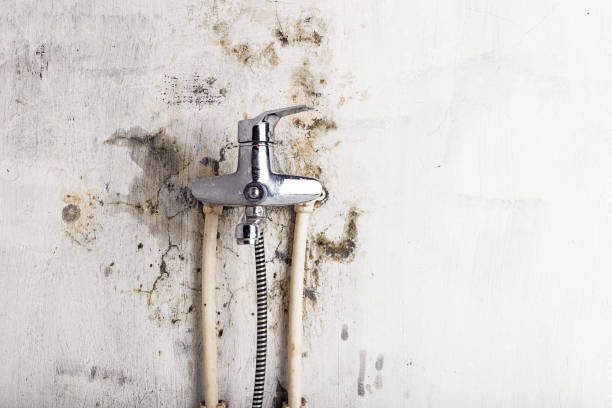 Best Basement Mold Remediation in Galesville, MD