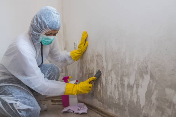 Best DIY Mold Remediation Support Services in Galesville, MD