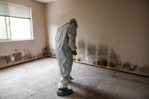 Best Residential Mold Remediation in Galesville, MD